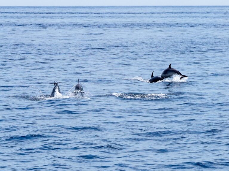 Coast Line And Dolphins Cruise From Albufeira.